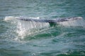 Gray whale flips his tail