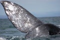 Gray Whale Fluke