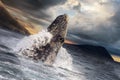 Gray whale jumps out of the water