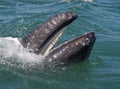 Gray whale's baleen Royalty Free Stock Photo