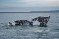 Gray whale`s tail above the water surface in Baja California on Mexico`s Pacific coast Royalty Free Stock Photo