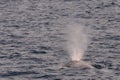 Gray Whale Spout