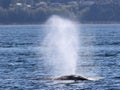 Gray Whale Spouting in the Sunshine Royalty Free Stock Photo