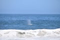 Gray Whale Spouts Offshore Royalty Free Stock Photo