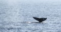 Gray Whale Tail Royalty Free Stock Photo