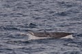 Gray Whale Tail Royalty Free Stock Photo