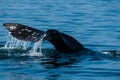 Gray Whale tail Royalty Free Stock Photo