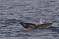 Gray Whale Tail Submerged Royalty Free Stock Photo