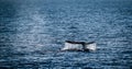 Gray Whale Tail Royalty Free Stock Photo