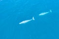 Gray Whales Swimming Through Clear, Blue Water