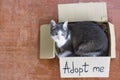 a gray-white adult cat sitting in a cardboard box