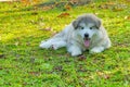 A gray white Alaskan malamute puppy lying on green grass showing pink tongue