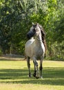 Gray and white Arabian stallion trotting on a lunge line in a green field with trees in the background Royalty Free Stock Photo