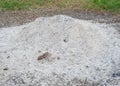 Gray white ash ashes pile heap stack from burnt campfire, lumber