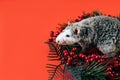 Gray-white beautiful thoroughbred rat laying in a Christmas wreath