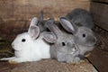 Gray white black rabbits in a cage on the farm live