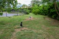 Gray and white border collie and braziliam terrier playing on the green grass