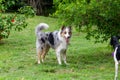 Gray and white border collie and braziliam terrier playing on the green grass