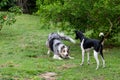 Gray and white border collie and braziliam terrier playing on the green grass