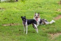 Gray and white border collie and braziliam terrier playing on the green grass