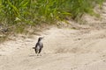 Northern Mockingbird Profile On Beach