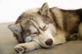 Gray, white and brown husky with closed eyes sleep on the floor portrait of siberian husky. the dog looks like wolf