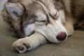 gray, white and brown husky with closed eyes sleep on the floor portrait of siberian husky. the dog looks like wolf