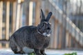 Gray and white bunny rabbit standing on deck in soft muted light