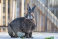 Gray and white bunny rabbit standing on deck in soft muted light