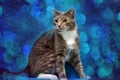 Gray and white cat on a blue Royalty Free Stock Photo