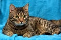 Gray and white cat on a blue Royalty Free Stock Photo