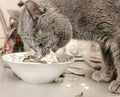 Gray white cat eating fish Royalty Free Stock Photo