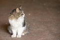 Gray and white cat frightened looking at the camera sitting on the ground in the blurred background Royalty Free Stock Photo