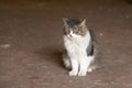 Gray and white cat frightened looking at the camera sitting on the ground in the blurred background Royalty Free Stock Photo