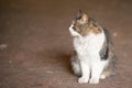 Gray and white cat frightened looking at the camera sitting on the ground in the blurred background Royalty Free Stock Photo