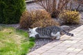 Gray white cat hunting a butterfly in the spring garden.Beautiful pet Royalty Free Stock Photo