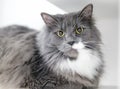 A gray and white cat with large dilated pupils