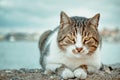 A gray-white cat lies on the stones on the beach Royalty Free Stock Photo