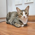 gray and white cat looking to the camera on the brown wooden floor Royalty Free Stock Photo