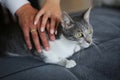 Gray and white cat with the loving hands of its masters Royalty Free Stock Photo