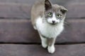 Gray-white cat with one cocked ear looks at the frame Royalty Free Stock Photo