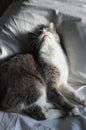 Gray-white cat on pillow