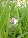 a gray and white cat playing in the grass Royalty Free Stock Photo