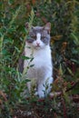 Gray and white cat posing in grass. Close image cat Oudoor in garden