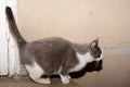 A gray and white cat is preparing to jump from the threshold.