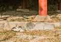 Gray and white cat relaxing on a sunny afternoon Royalty Free Stock Photo