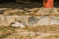 Gray and white cat relaxing on a sunny afternoon Royalty Free Stock Photo