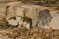 Gray and white cat relaxing on a sunny afternoon Royalty Free Stock Photo