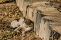 Gray and white cat relaxing on a sunny afternoon Royalty Free Stock Photo