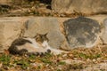 Gray and white cat relaxing on a sunny afternoon Royalty Free Stock Photo